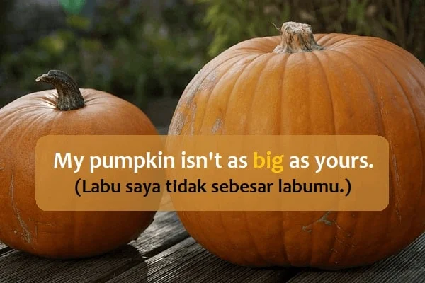 Contoh kalimat positive degree (adjective): My pumpkin isn't as big as yours. (Labu saya tidak sebesar labumu.)