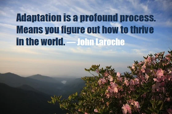 Kata Mutiara Bahasa Inggris tentang Adaptasi (Adaptation) - 3: Adaptation is a profound process. Means you figure out how to thrive in the world. John Laroche