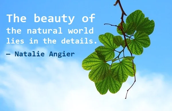 kata mutiara bahasa Inggris tentang alam (nature) - 2: The beauty of the natural world lies in the details. Natalie Angier