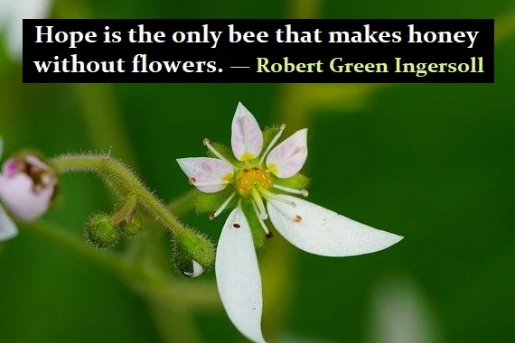 Kata Mutiara Bahasa Inggris tentang Bunga (Flower) - 3: Hope is the only bee that makes honey without flowers. Robert Green Ingersoll