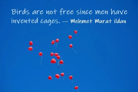 Kata Mutiara Bahasa Inggris tentang Burung (Bird) - 2: Birds are not free since men have invented cages. Mehmet Murat ildan