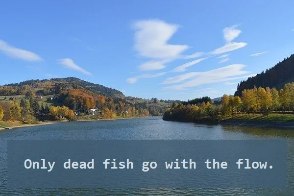 kata mutiara bahasa Inggris tentang ikan (fish) - 3: Only dead fish go with the flow.