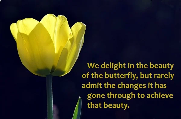 Kata Mutiara Bahasa Inggris tentang Kupu-Kupu (Butterfly) - 3: We delight in the beauty of the butterfly, but rarely admit the changes it has gone through to achieve that beauty.