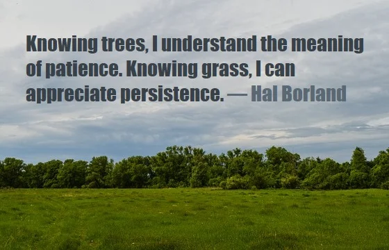 kata mutiara bahasa Inggris tentang rumput (grass) - 3: Knowing trees, I understand the meaning of patience. Knowing grass, I can appreciate persistence. Hal Borland