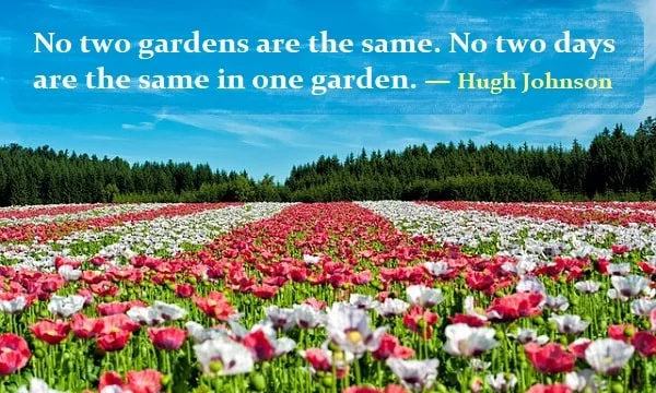 Kata Mutiara Bahasa Inggris tentang Taman/Kebun (Garden): No two gardens are the same. No two days are the same in one garden. Hugh Johnson